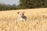 CORGI PEMBROKE 088